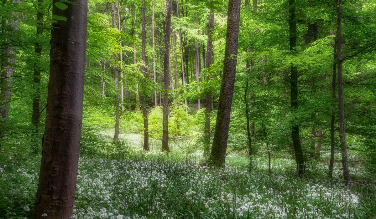 Safe Foraging Near Roads and Polluted Sites