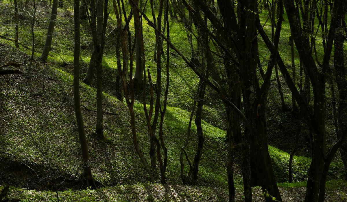 Planting a Small Orchard for Home Harvests
